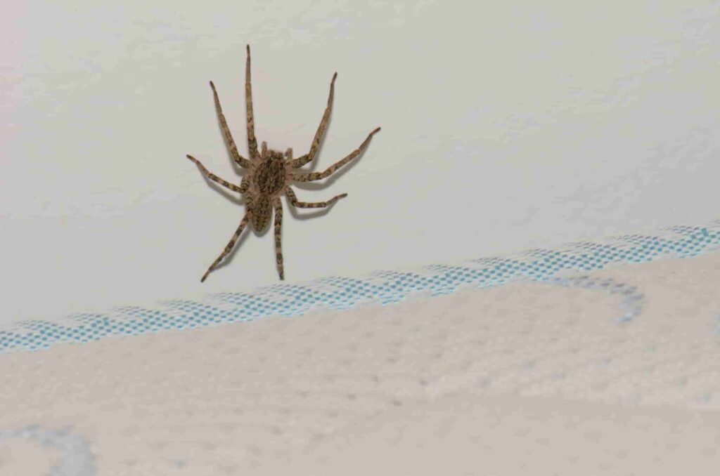 tips tegen spin op bed